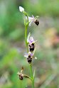 Orhrys scolopax.20150611_4622