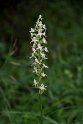 Platanthera chlorantha skov-gøgelilje.20150611_4627