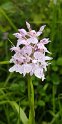 Dactylorhiza ericetorum.20160614_8530