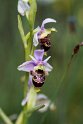 Ophrys scolopax.20160619_8166