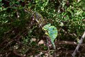 Cameleon.20181120_0746
