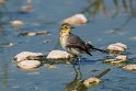 Citronvipstjert.20181122_1380