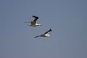 Great crested tern.20181120_0832