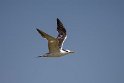 Greater crested tern.20181120_0856
