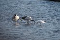 Hellig ibis.20181120_0917