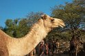 Kamel.20181121_0478