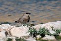 Little pratincole.20181122_1410