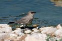 Little pratincole.20181122_1413