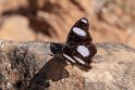 Sommerfugl.20181119_0967