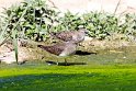 Temmincks ryle.20181121_0659