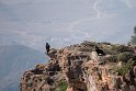 Verreaux's eagle.20181119_0946