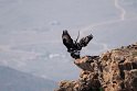 Verreaux's eagle.20181119_0960