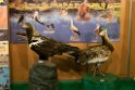 Bird Fair.201202mar_4743