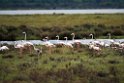 Flamingo_20140916_0721
