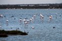 Flamingo_20140916_DSC0712