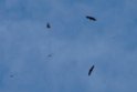 Rupell´s Vulture_20140920_0974