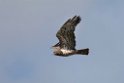 Slangeørn_20140919_DSC0941