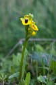 Ophrys lutea.20170322_6797