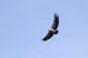 Ndutu Rüppells  Vulture01