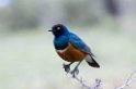 Ndutu Superb Starling00