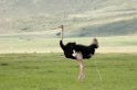 Ngorongoro struds00