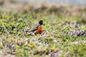 American Robin.20120610_1154