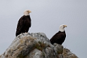 Bald eagle.20120628_4689