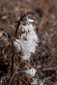 Barrow Blomst.20120615_2559