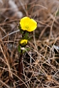 Barrow blomst.20120615_2552