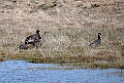 Cackling Goose.20120623_3697