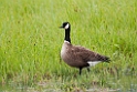 Cackling Goose.20120627_4311