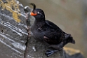 Crested Auklet.20120624_4181