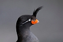 Crested Auklet.20120624_4198