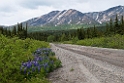 Denali Hwy.20120618_2775