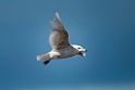 Glaucous Gull.20120613_1838