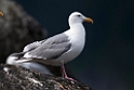 Glaucous-winged gull.20120628_4628