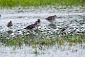 Greater and Lesser Yellowlegs.20120627_4307