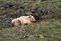 Grizzly.20120620_2944