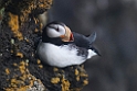 Horned Puffin.20120622_3279