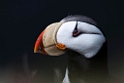 Horned Puffin.20120622_3487