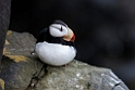 Horned Puffin.20120624_4173