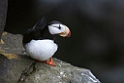 Horned Puffin.20120624_4176
