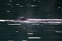 Humback whale.20120628_4527
