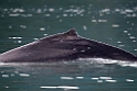 Humback whale.20120628_4528
