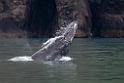 Humback whale.20120628_4550