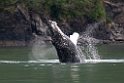 Humback whale.20120628_4570