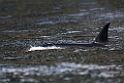 Killer whale.20120628_4661