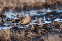 Long-billed Dowitcher.20120612_1620