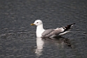 Mew gull.20120630_4953