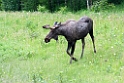Moose,20120627_4358